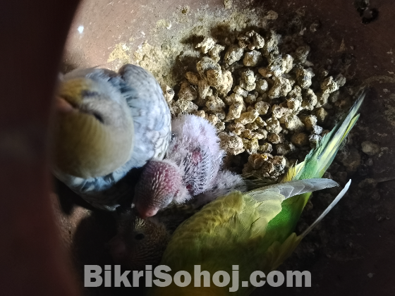 বাজরিগার পাখি